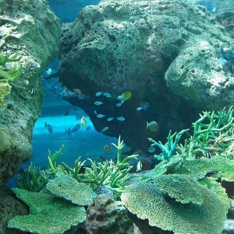 水族館へ行ってきました✨ アイキャッチ画像