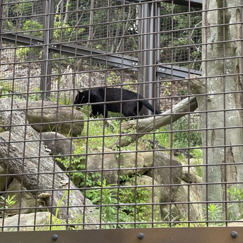 東山動物園🐨 アイキャッチ画像