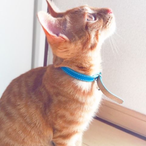 我が家のペットたち🐶 アイキャッチ画像