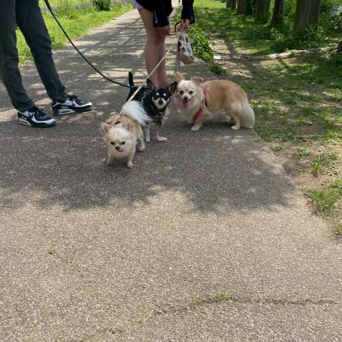 わんこ達🐶 アイキャッチ画像