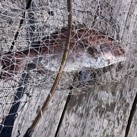 釣り🎣 アイキャッチ画像