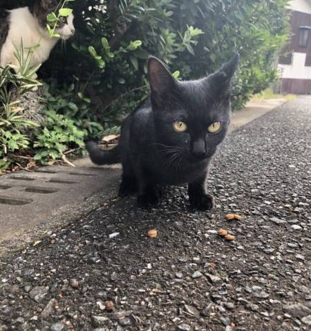 猫ちゃん🐈 アイキャッチ画像