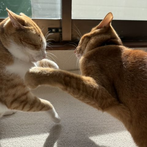 にゃんこ🐈 アイキャッチ画像