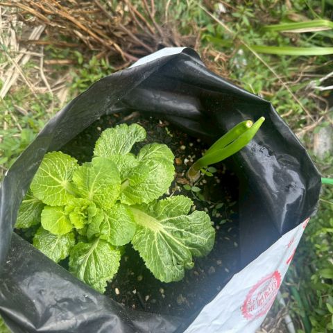 家庭菜園🥬 アイキャッチ画像